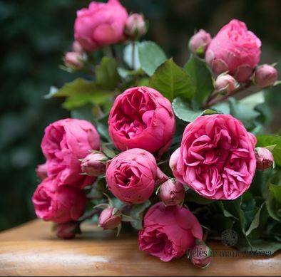 Разнообразие сортов розы пиано и уход за ними