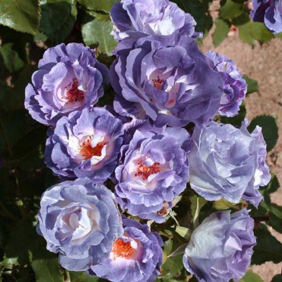 О розе blue moon: описание и характеристики сорта чайно гибридной розы