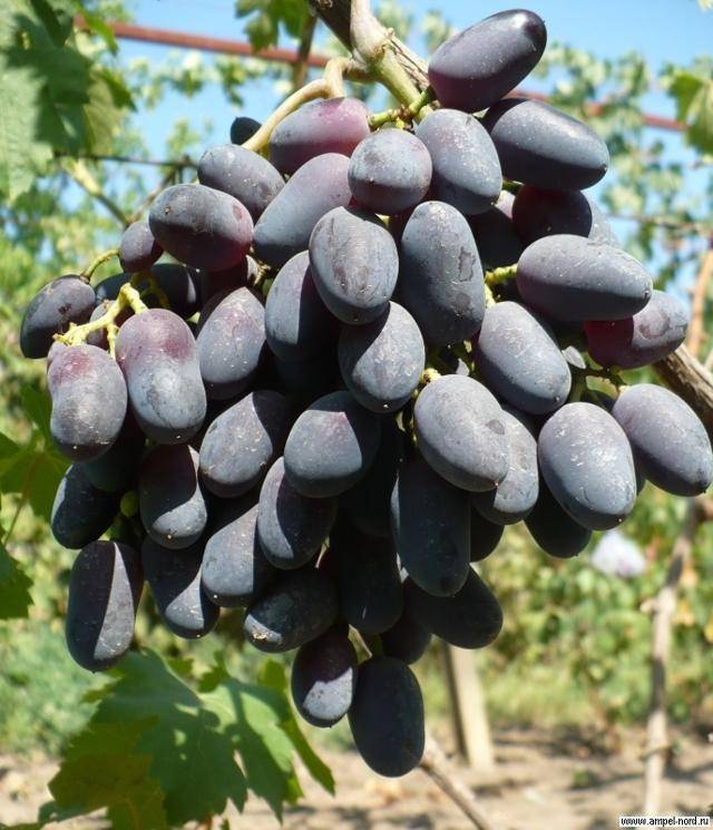 Описание и характеристики сорта винограда академик, технология выращивания