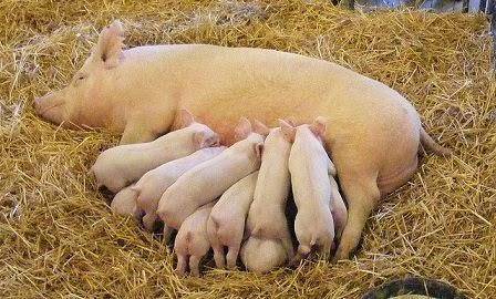 Все об опоросе свиней: календарь, поведение свиноматки перед родами