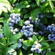 Голубика патриот: ботаническое описание и агротехника