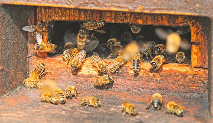 Осенняя обработка пчел