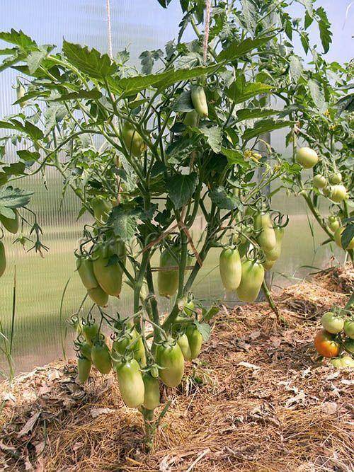Сорт томата петруша огородник – характеристика, урожайность, отзывы