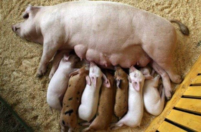 Можно ли определить беременность у свиньи с помощью теста на беременность