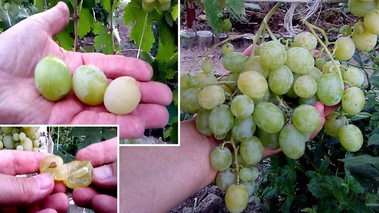 «тукай» — белый столовый сорт винограда