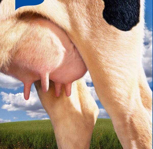 Мастит у коров: причины, симптомы, лечение и профилактика