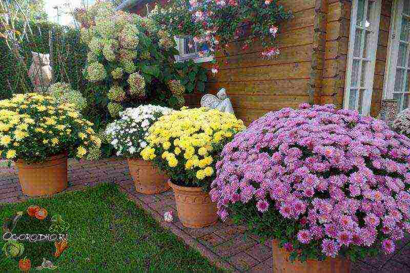 Хризантемы садовые многолетние: фото цветов, посадка и уход, сорта