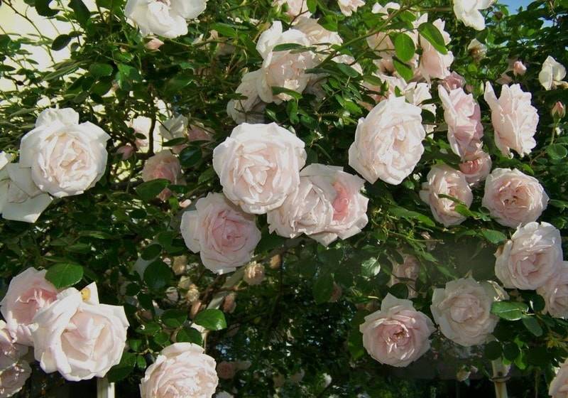 Роза голубая лагуна описание. плетистая роза лагуна: описание и фото