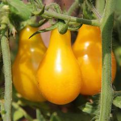Описание и характеристика сорта томата медовая капля