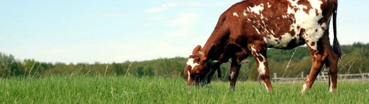 Как определить стельность коровы в домашних условиях народными средствами