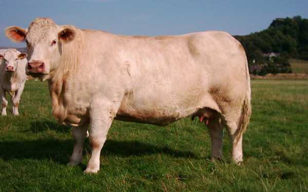 Порода коров шароле: описание, фото