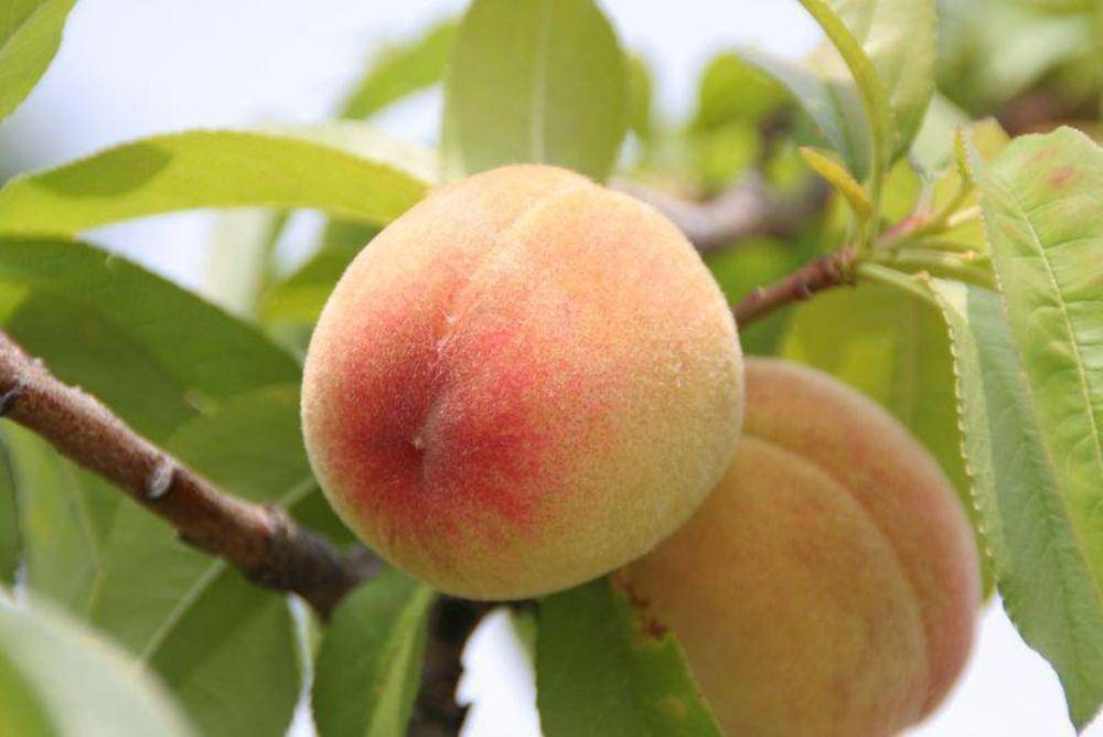 Как выращивать персик сорта киевский