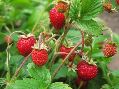 Земляника «барон солемахер»: описание, отзывы и советы опытных дачников по выращиванию ягод из семян