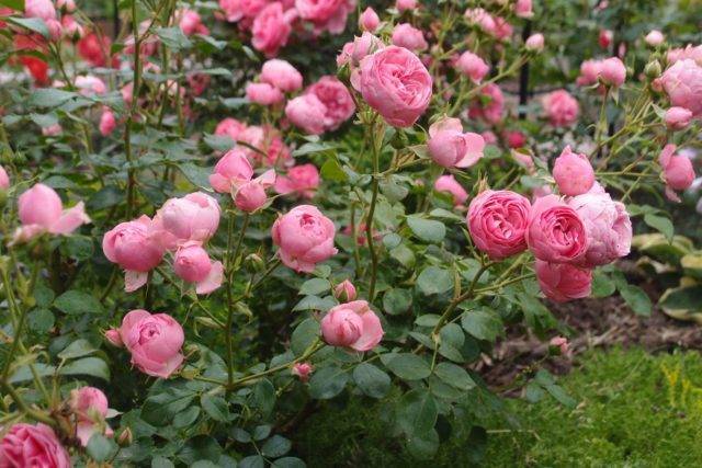 О розе помпонелла (флорибунда pomponella): описание и характеристики сорта