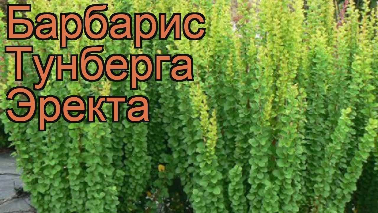 Стефания эректа растение фото и описание