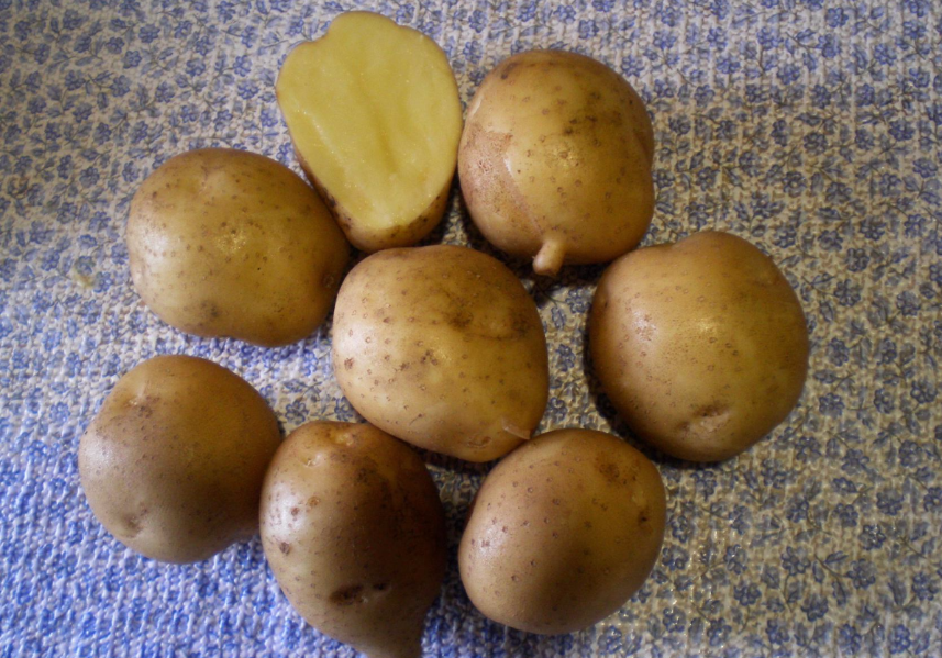 Надежный сорт картофеля зекура