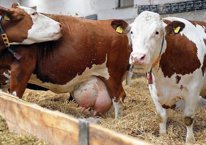 Лечение катарального мастита у коров