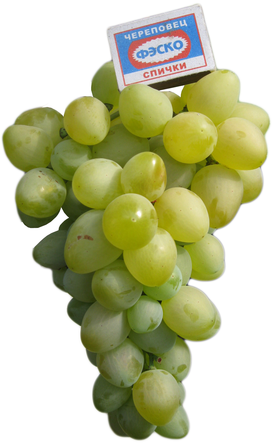 Виноград сорт монарх: описание сорта и его характеристики, особенности выращивания винной ягоды, фото и видео