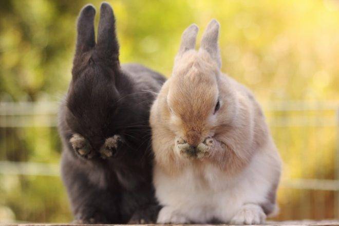 Болезни кроликов: виды заболеваний, симптомы, лечение.