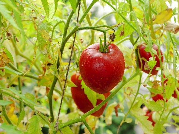 Орлиный клюв — крупноплодный томат сибирской селекции