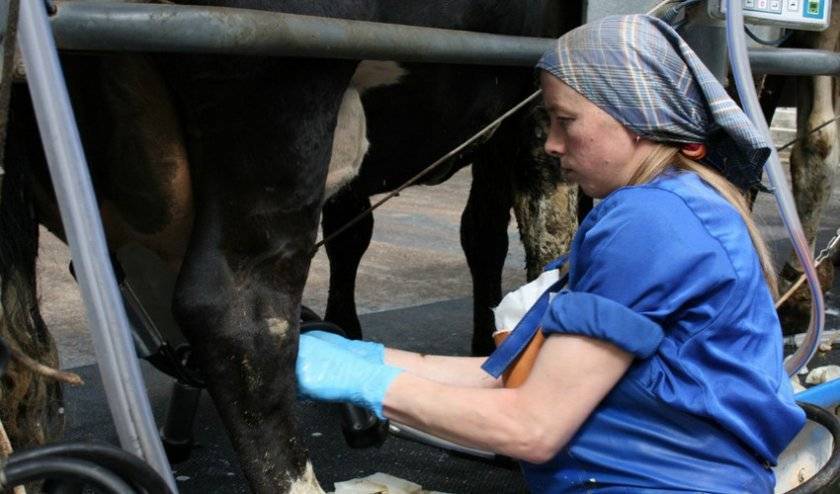 Повышение удоя молока у коровы: основные правила, особенности составления рациона