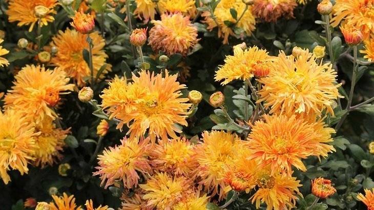 Цветы хризантемы — летняя, красная, махровая