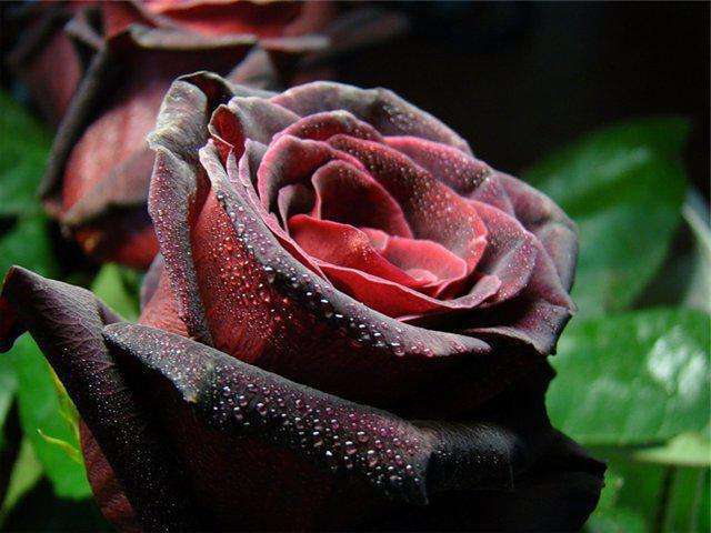 Роза плетистая черная: описание