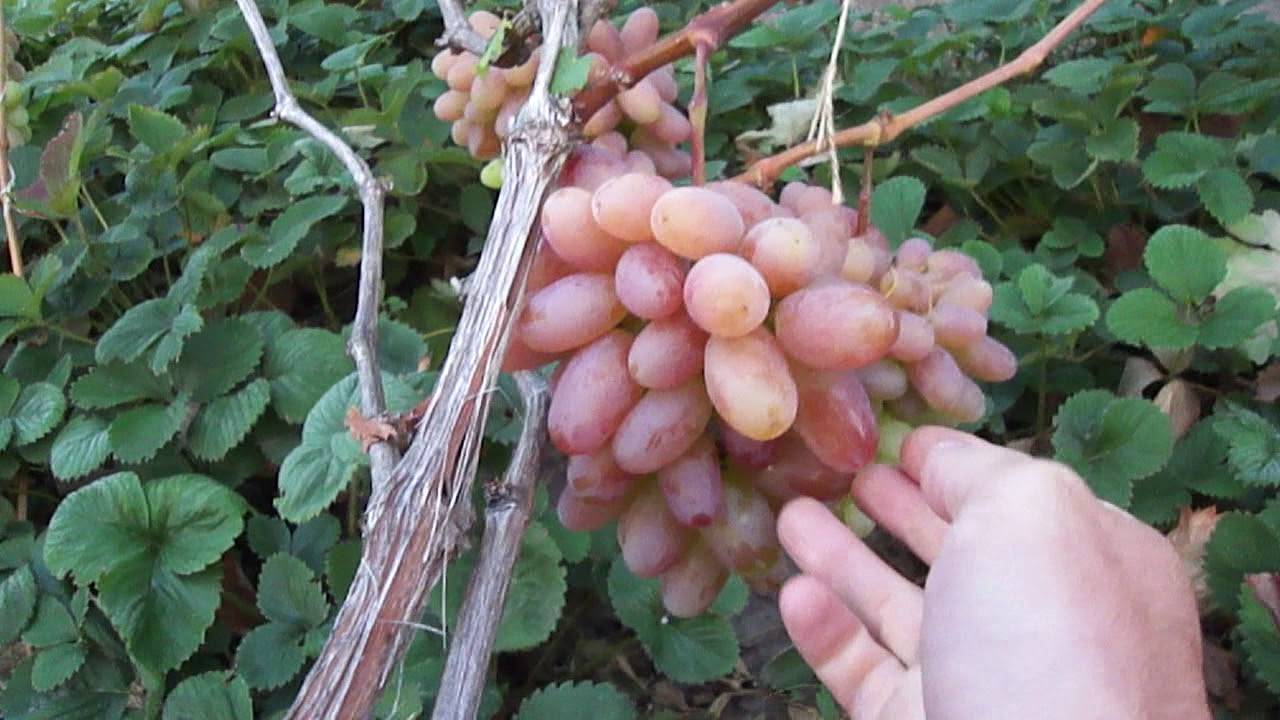 Описание сорта винограда юбилей новочеркасска