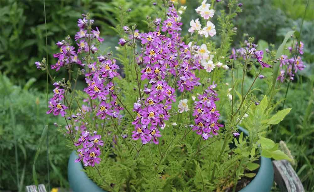 Схизантус — выращивание в саду и в доме