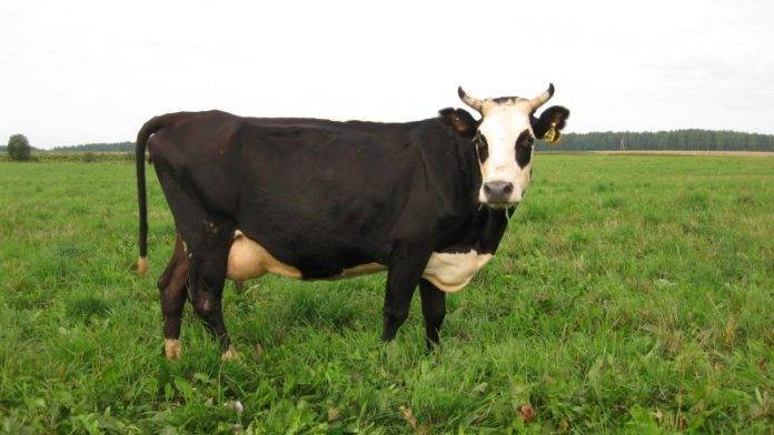 Характеристика костромской породы коров