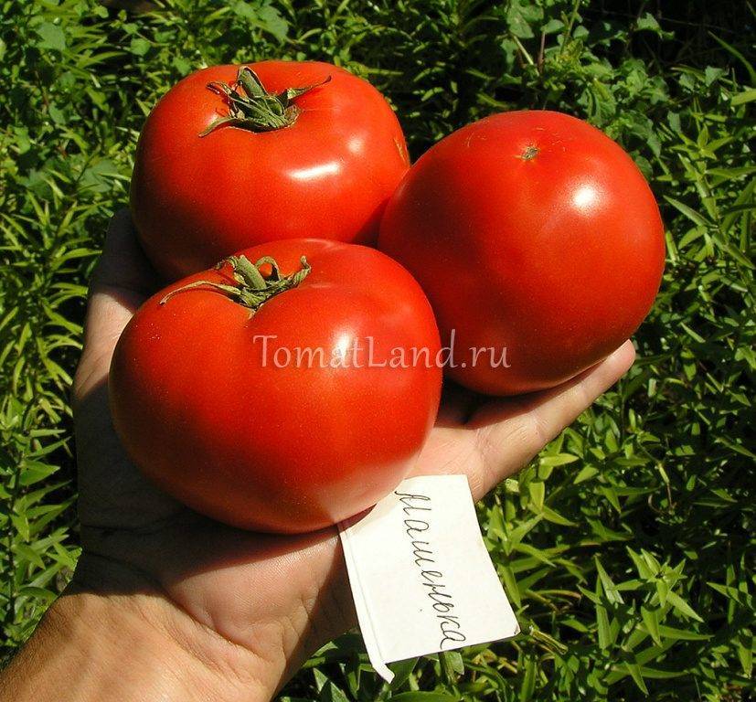 Томат "машенька": описание и характеристики сорта, рекомендации по уходу и выращиванию этих неприхотливых помидор, фото пловод