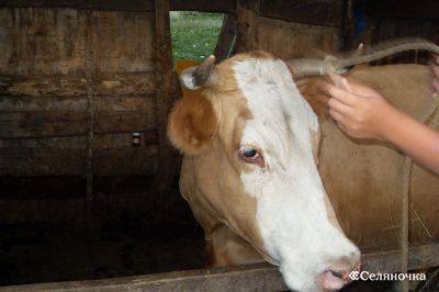 Биологические и хозяйственные особенности крупного рогатого скота: разъясняем основательно
