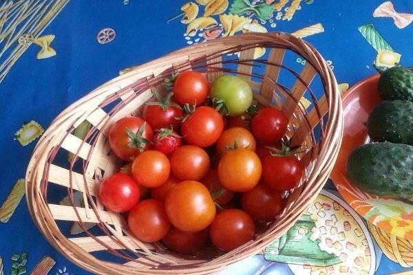 Знакомство с сортом помидоров «балконное чудо». практические рекомендации по выращиванию и уходу дома и на огороде