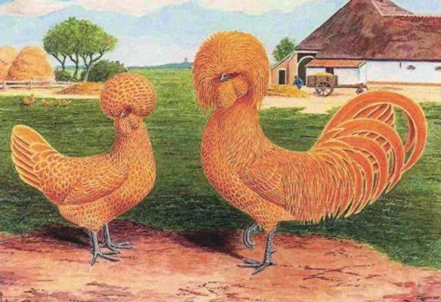 Курица-красавица, несушка и наседка — голландская белохохлая