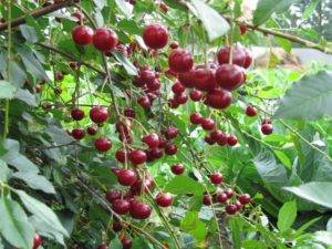 Урожайный сорт вишня брусницына: описание, характеристика