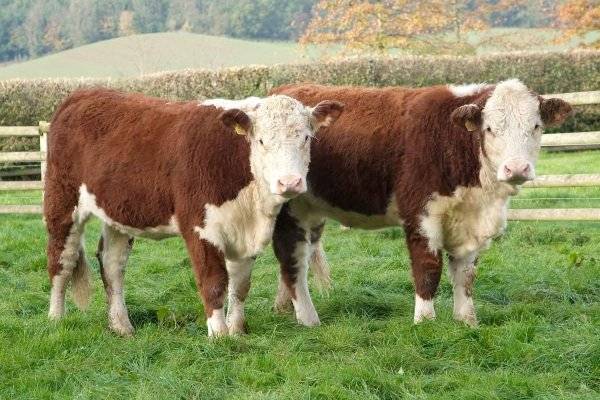 Коровы герефордской породы: описание + фото