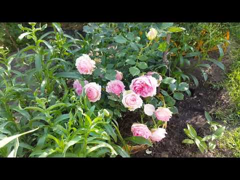Роза фёрст леди: описание, фото. как вырастить фёрст леди в своем саду