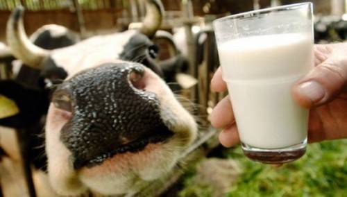 Почему горчит молоко у коровы: причины и что делать