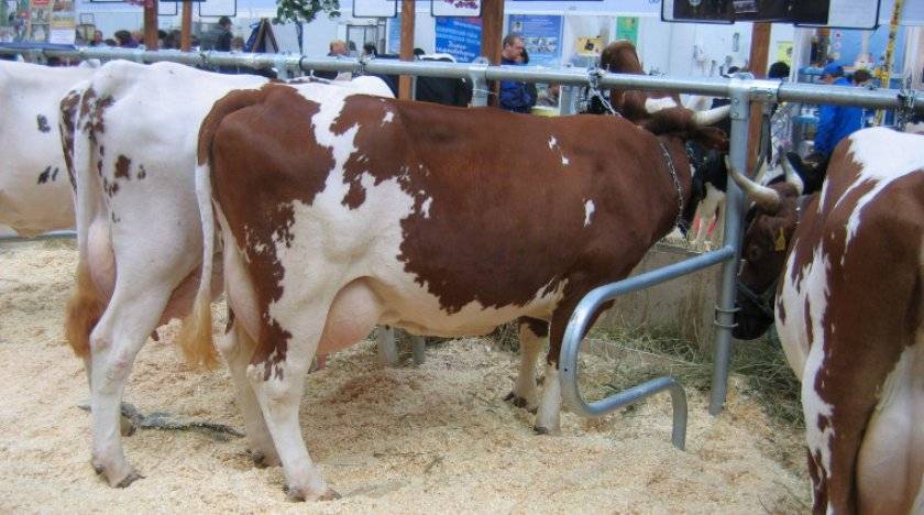 Что влияет на молочную продуктивность коров: кормление и содержание, возраст животных, состояние здоровья