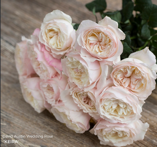 Розы дэвида остина – 5 заметных достоинств, характеристики сортов и выращивание