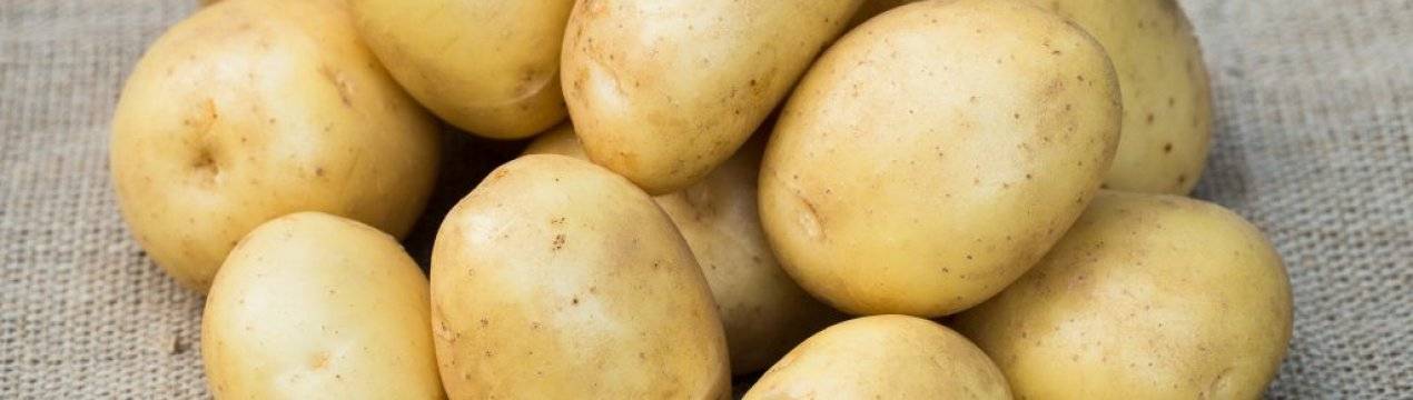 Характеристика сорта картофеля уладар