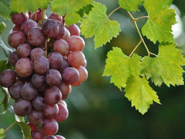 Сорт винограда «благовест», описание и фото