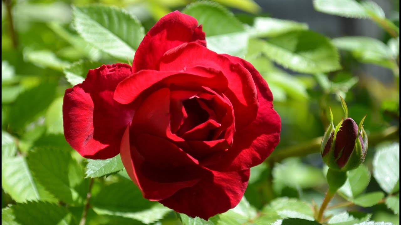 Способы размножения плетистой розы