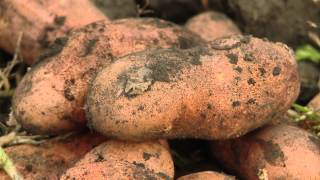 Зарекомендовавший себя как самый продуктивный и стойкий картофель — магаданский: описание сорта и отзывы