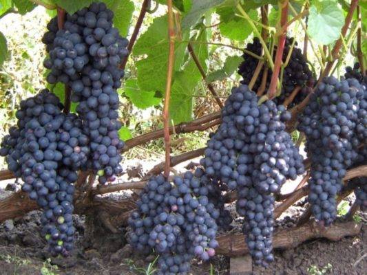 Лучшие сорта винограда для подмосковья: характеристики и описание, советы по выбору