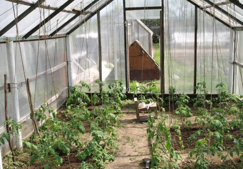 Когда высаживать рассаду помидоров в теплицу: оптимальные сроки, температура почвы и воздуха