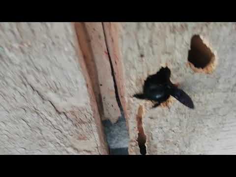 Как избавиться от пчел, отравить: в стене, дома, на даче, чего они боятся?