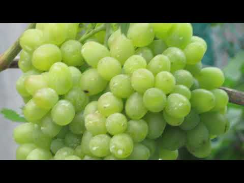 Виноград ландыш — новый сорт с отличным вкусом. основные характеристики, преимущества и недостатки сорта