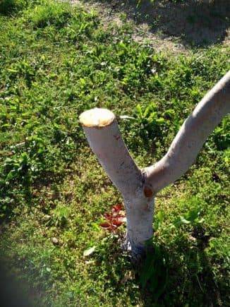 Мыши погрызли яблоню – как помочь дереву