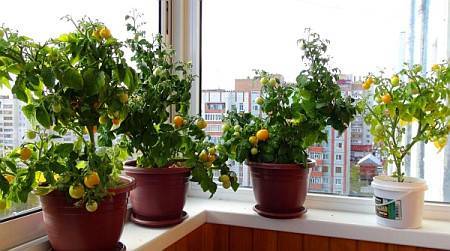 Выращивание томатов на окне в квартире или на балконе
